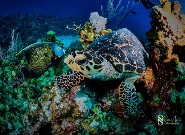 Underwater Turtles